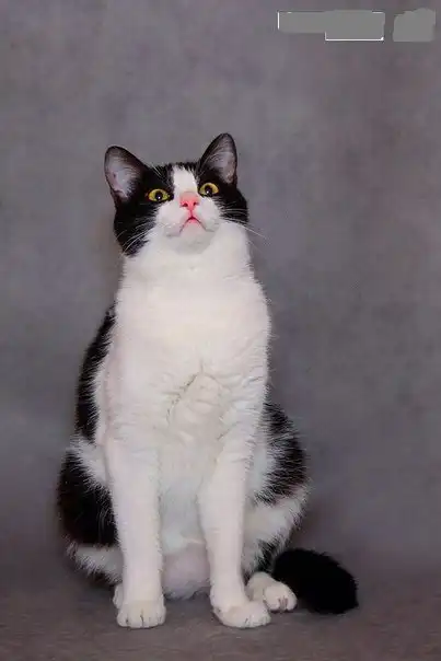 Отдам кошечку Соню