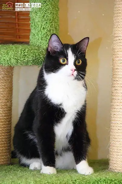 Отдам котика Мио