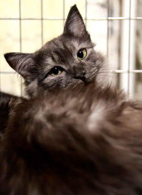 Отдам котика Остина