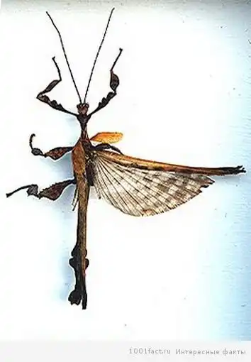 Интересные факты об австралийском палочнике