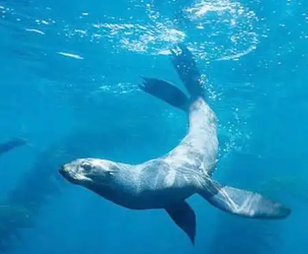 Голодный морской котик убил и съел пять акул