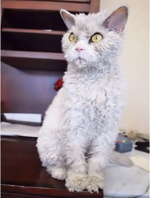 Альберт – самый суровый кот в мире