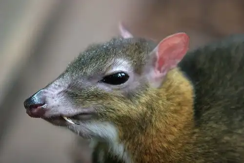 Мышиный олень - Канчиль
