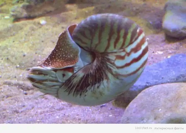 Наутилусы: интересные факты