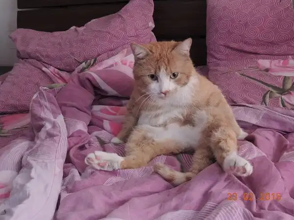 Отдам котика Грифа