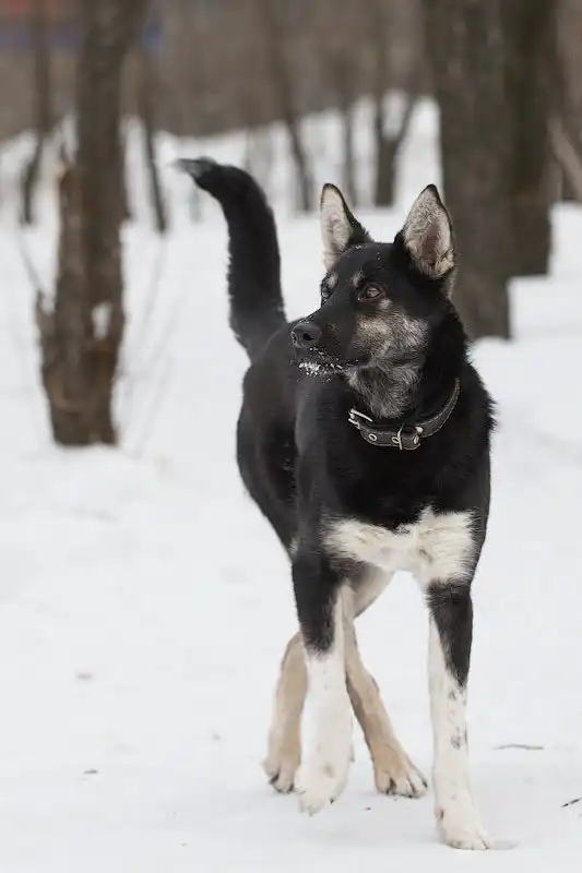 Отдам собачку Берту
