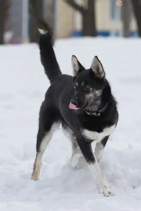 Отдам собачку Берту