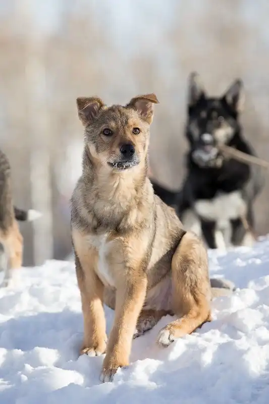 Отдам щенка Мишку