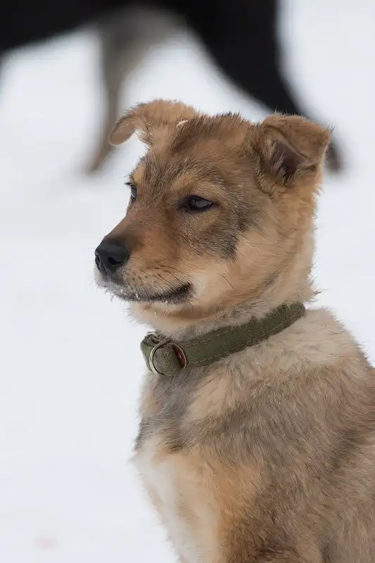 Отдам щенка Мишку