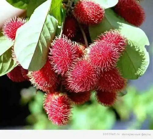 Рамбутан: интересные факты