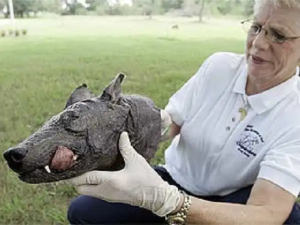 В Китае поймали Чупакабру