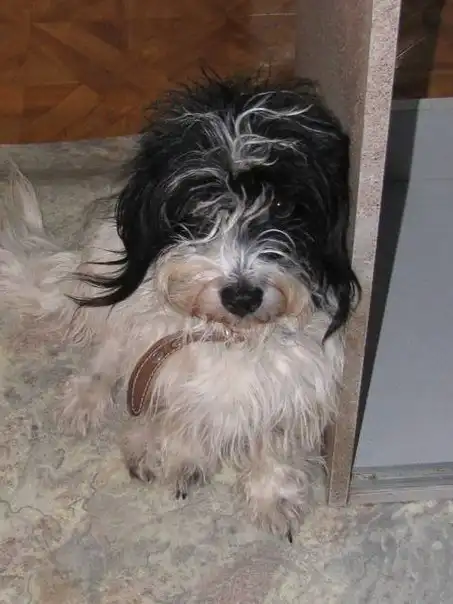 Отдам собачку Жучу