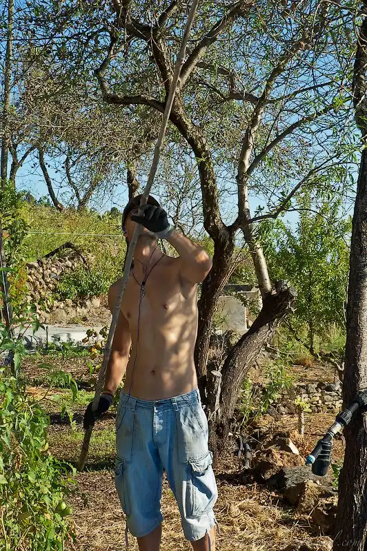 Как выращивают, собирают и обрабатывают миндаль