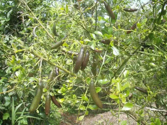 10 цитрусов, которые вы, вероятно, еще не пробовали