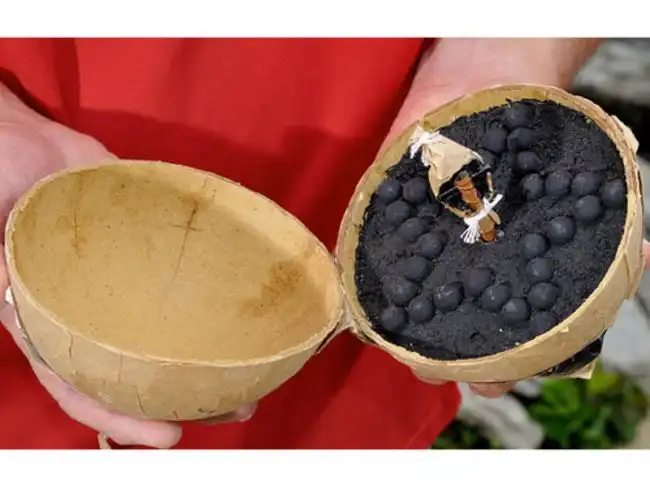 Как выглядят в разрезе разные разности