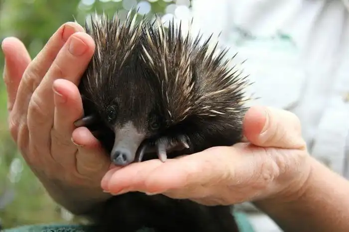 Милый детеныш ехидны