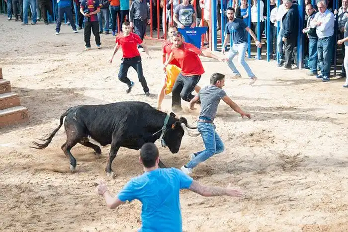 Почему не стоит дразнить быков