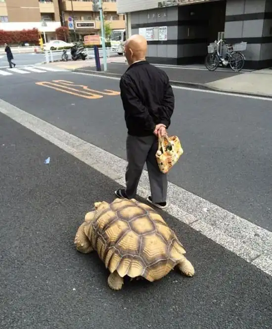 Пожилой японец выгуливает свое экзотическое домашнее животное