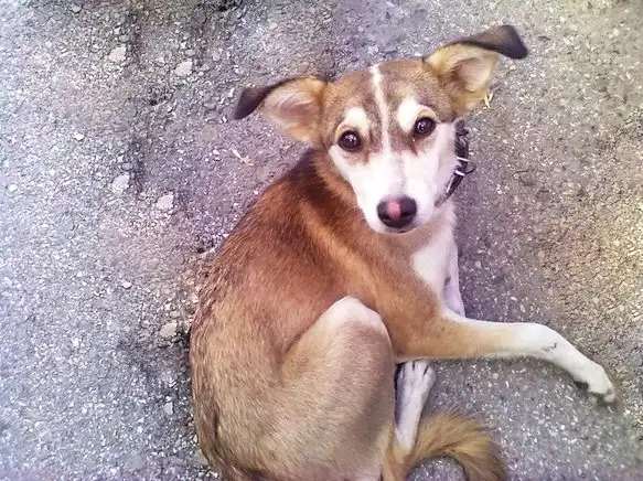 Щенок ищет дом!