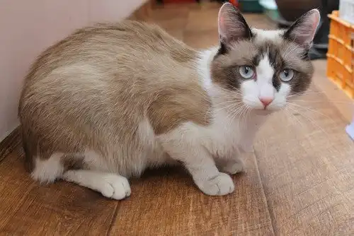 Отдам котика Татошку