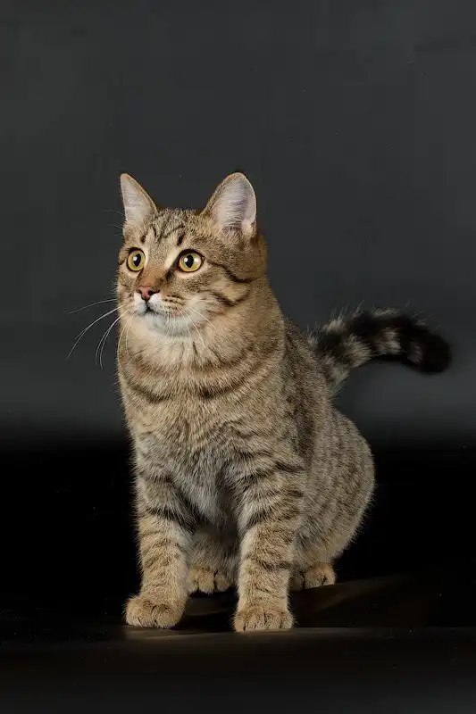 Отдам котика