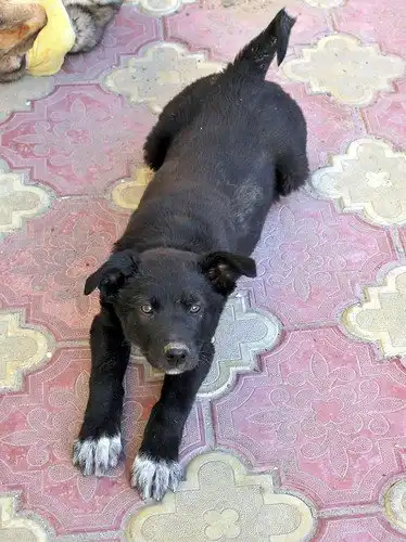 Отдам щенка девочку