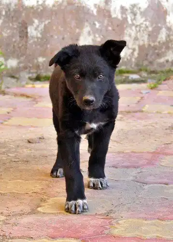 Отдам щенка девочку