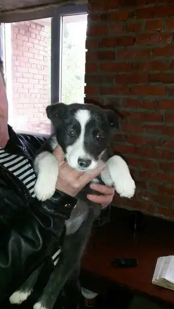 Щенок-мальчик ищет дом