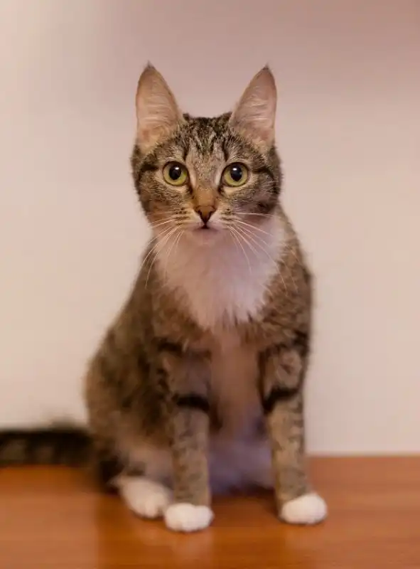 Отдам кошечку Муху