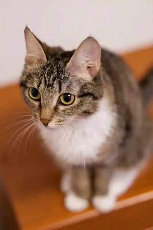 Отдам кошечку Муху