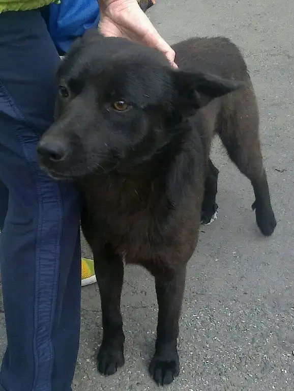 В добрые руки Черный Хатико