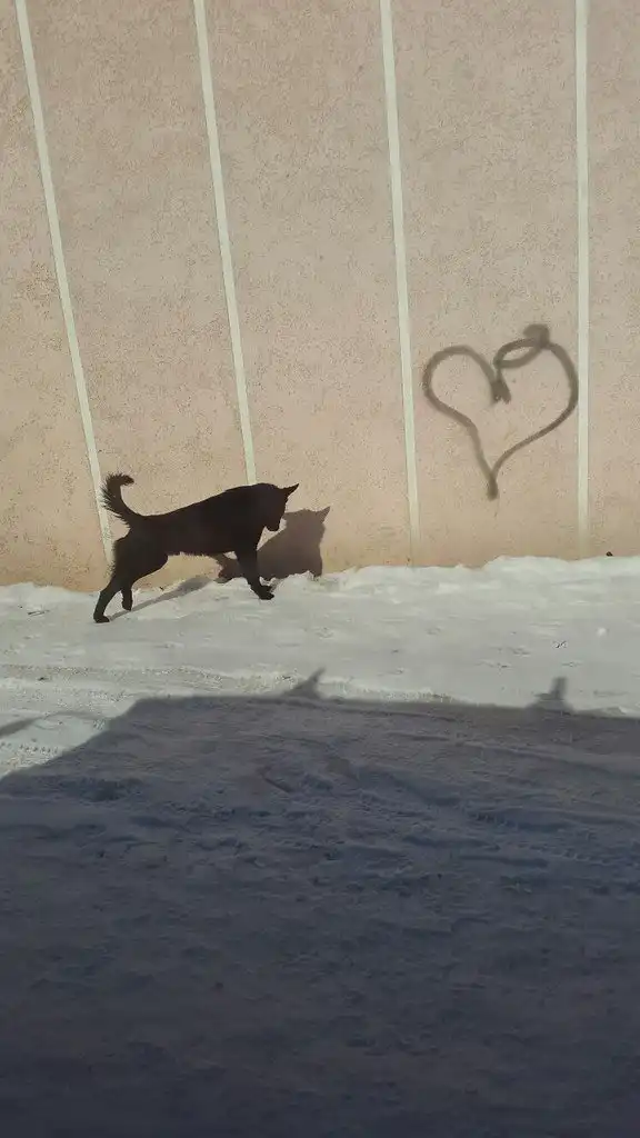 В добрые руки Черный Хатико