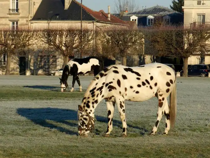 Прогулка по территории замка Шантаийи