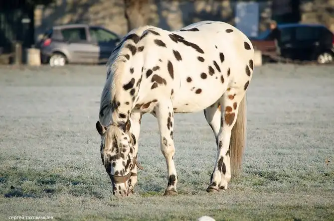 Прогулка по территории замка Шантаийи
