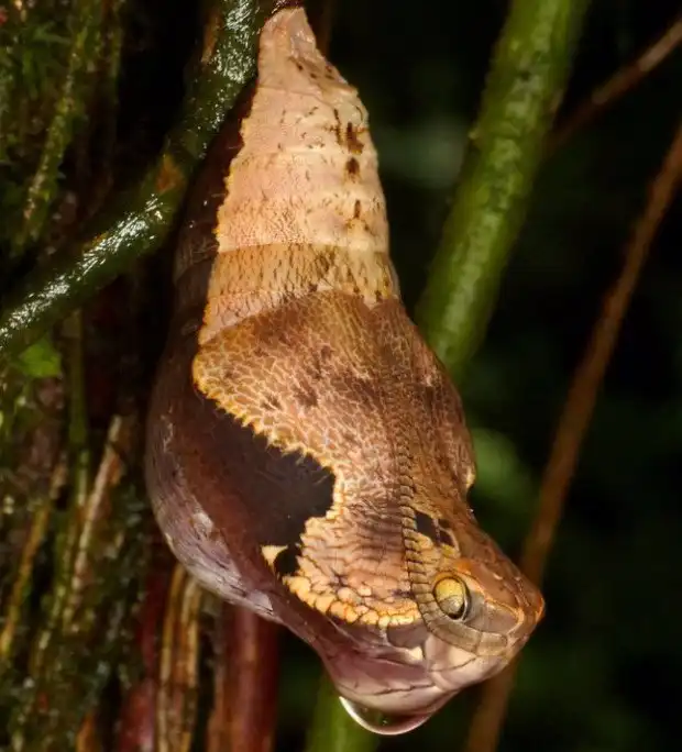 Мастера маскировки в тропическом лесу