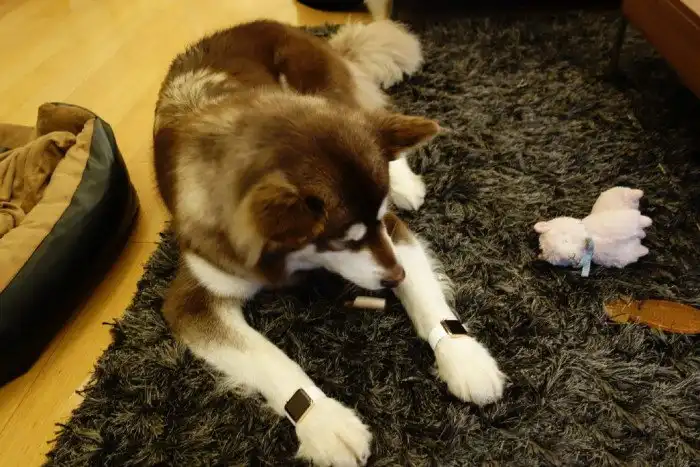 Сибирская хаски Кэкэ, живущая лучше большинства людей