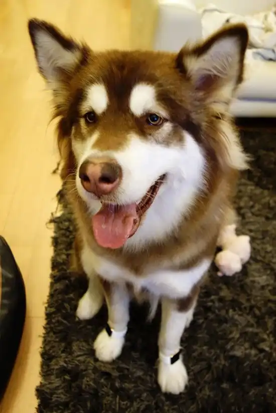 Сибирская хаски Кэкэ, живущая лучше большинства людей