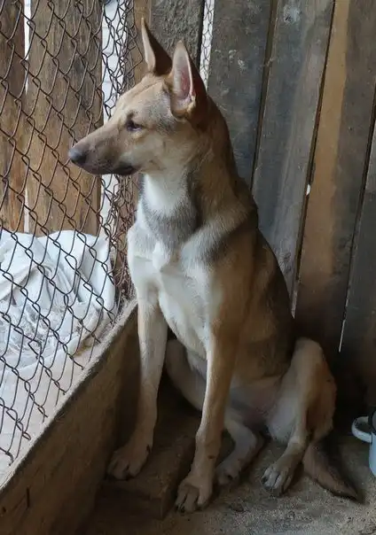 Отдам собачку Тосю