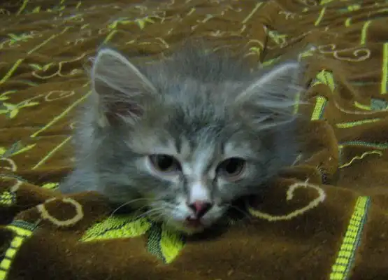 Отдам котёнка Марпусю