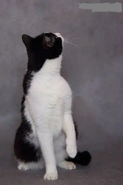 Отдам кошечку Соню