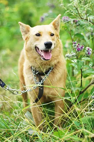 Отдам сбачку Хасю