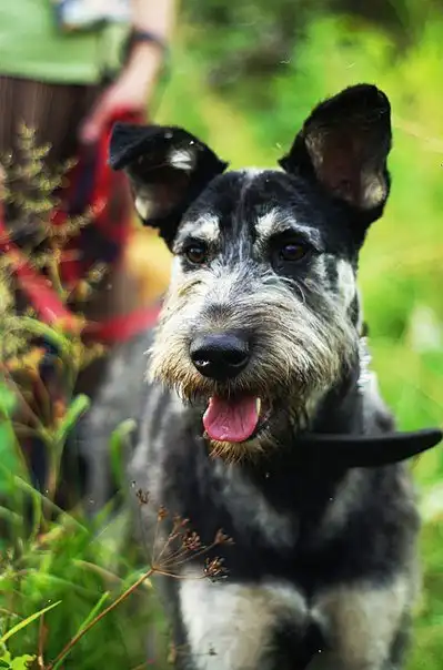 Отдам собачку Линду