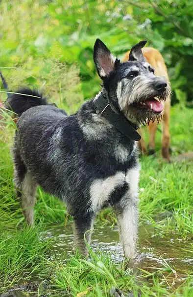 Отдам собачку Линду