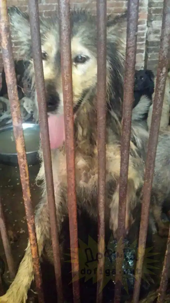 Ужасный ежегодный фестиваль мяса в Китае