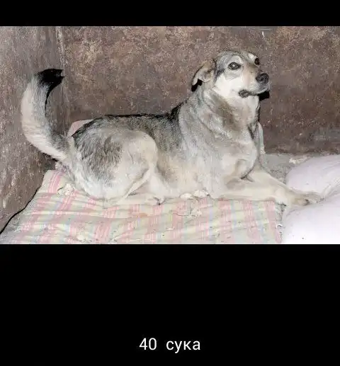 В добрые руки собаки