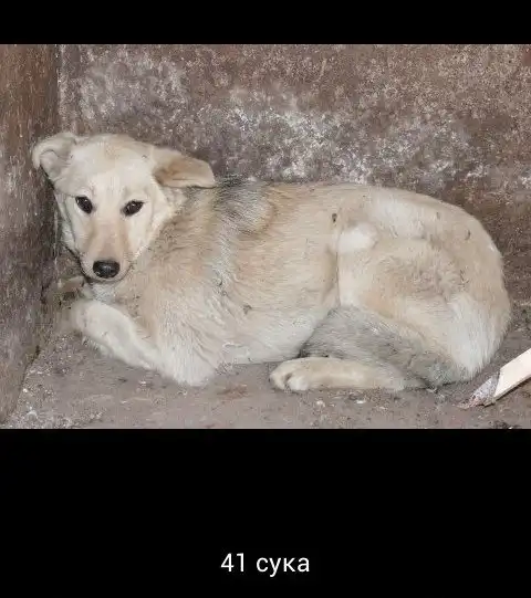 В добрые руки собаки