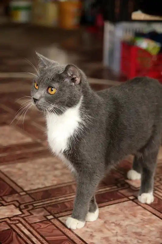 Отдам кошечку Софью