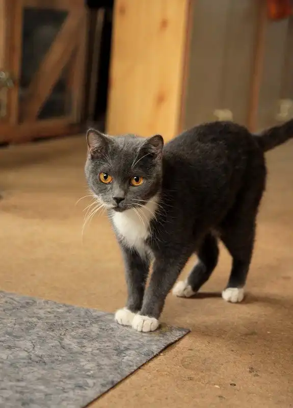 Отдам кошечку Софью