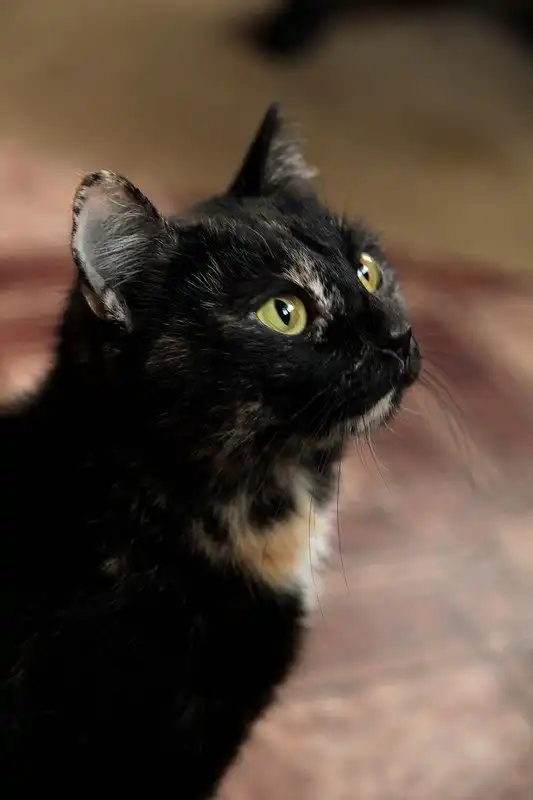 Отдам кошечку Фросю