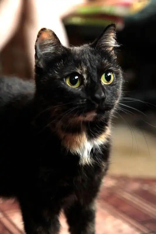 Отдам кошечку Фросю